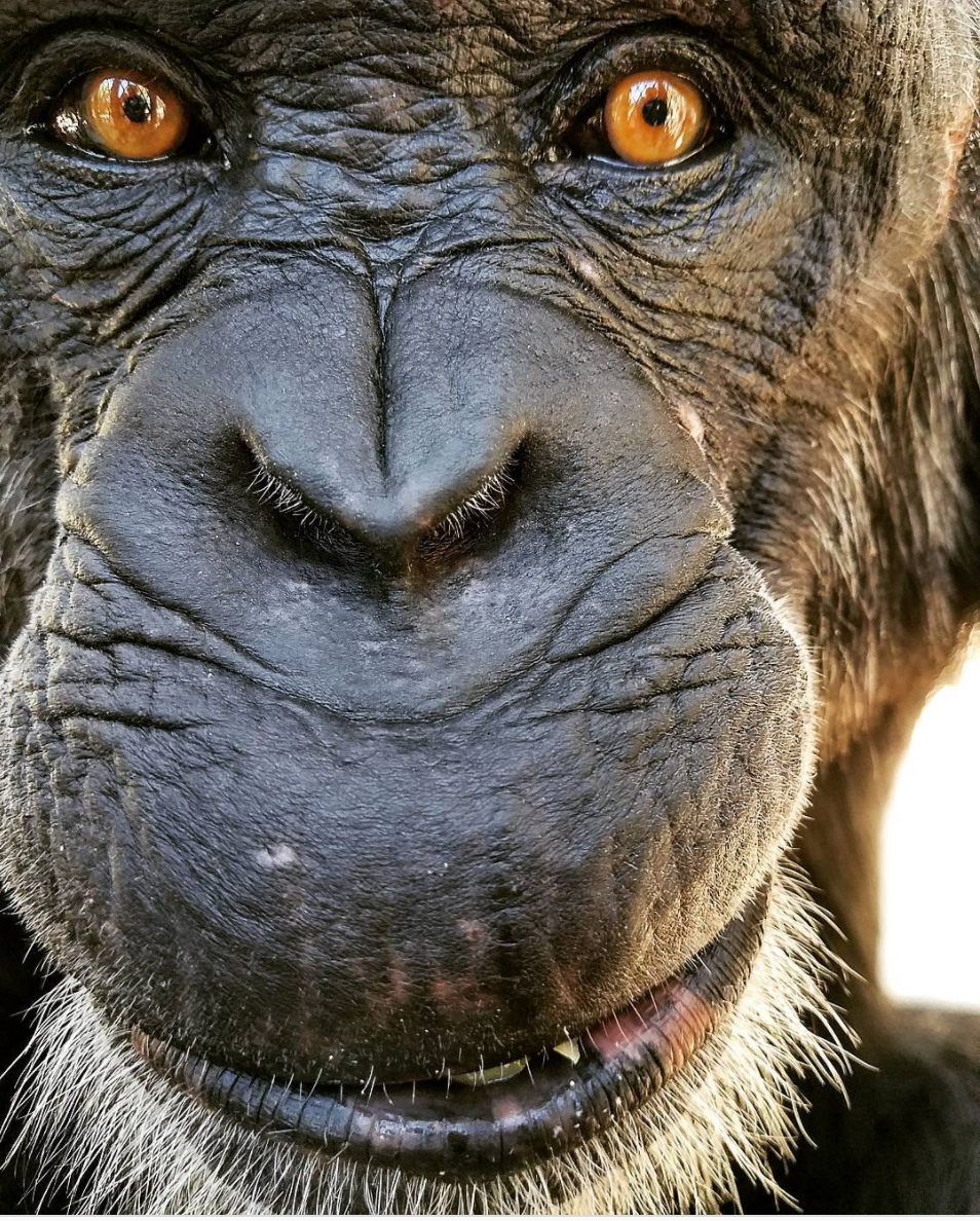 Chimp Haven December